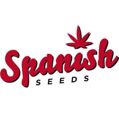 OG Kush x Blueberry feminizada de Spanish Seeds