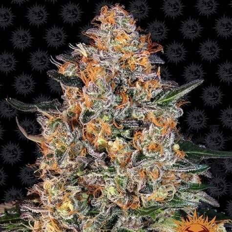 Bubba Kush 100% feminizada de Barney's Farm