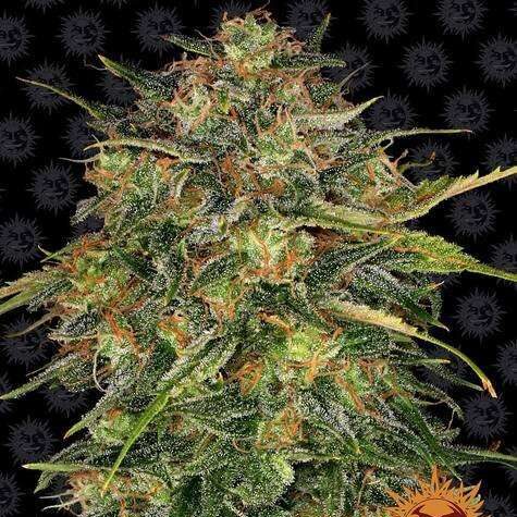 Cheese feminizada de Barney's Farm