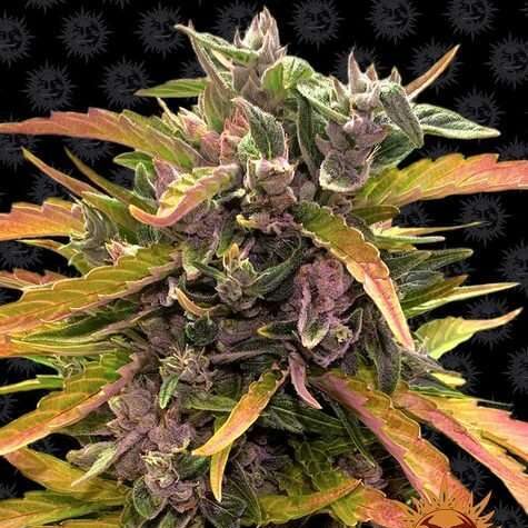 Gorilla Glue Auto de Barney´s Farm