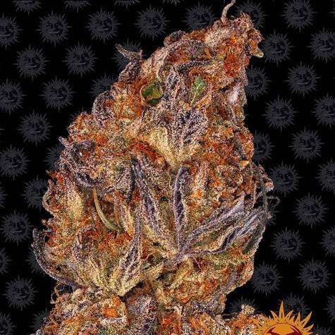 Runtz Auto de Barney's Farm