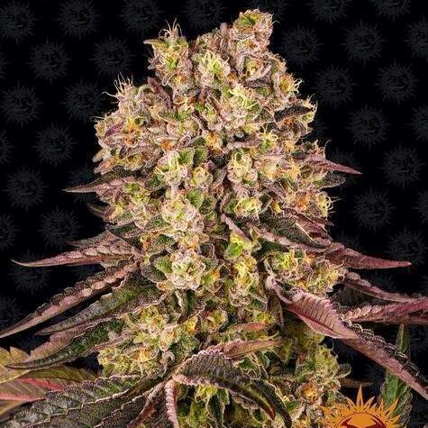 Runtz Muffin feminizada de Barney´s Farm