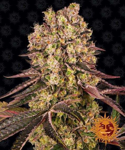Runtz Muffin feminizada de Barney´s Farm