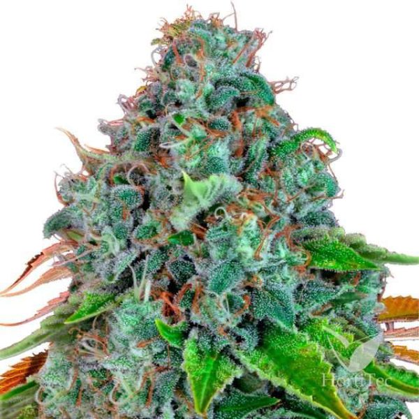 Strawberry Lemonade feminizada de Barney´s Farm