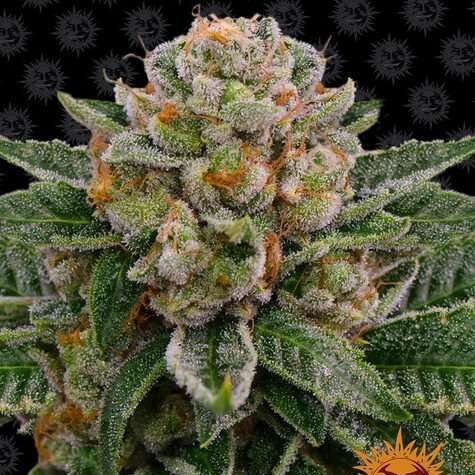 Skywalker OG Auto de Barney´s Farm