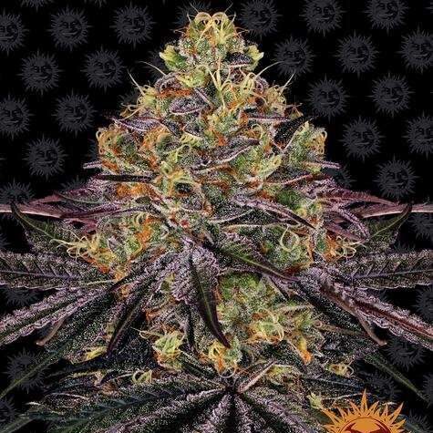 Watermelon Zkittlez feminizada de Barney's Farm
