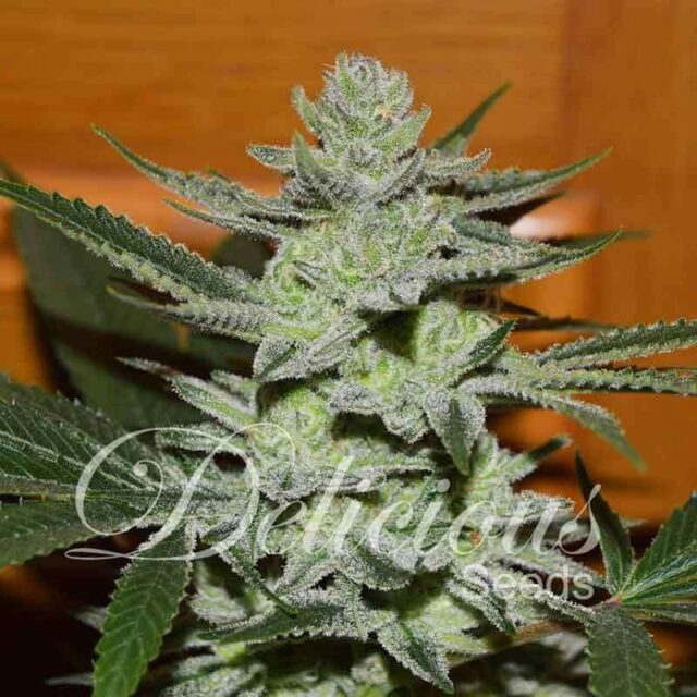 Desconocida Kush Regular de Delicious Seeds