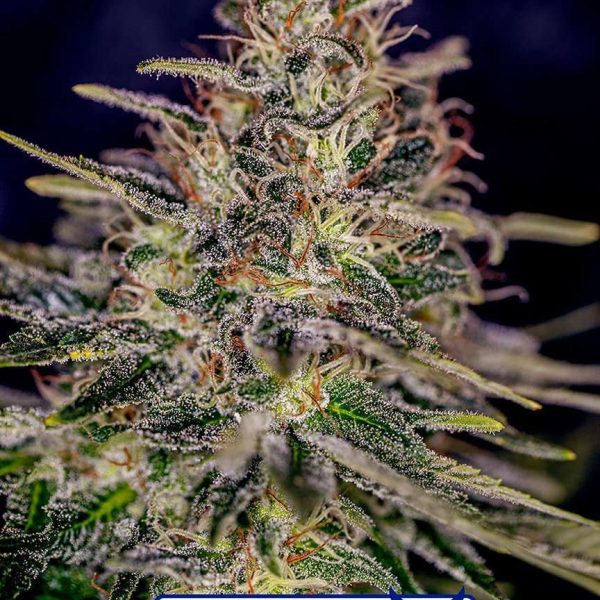 Lemon Trip feminizada de Positronics