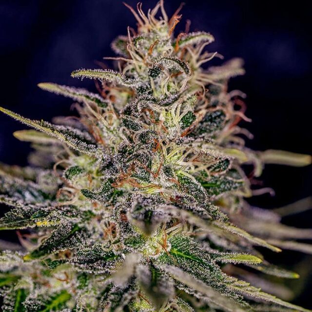 Lemon Trip feminizada de Positronics