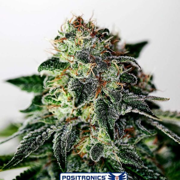 Mystic Cookie Auto de Positronics