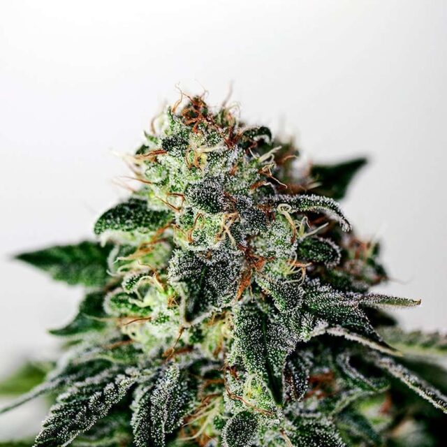 Mystic Cookie Auto de Positronics