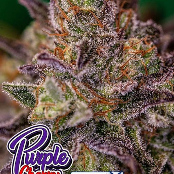 Purple Cherry feminizada de Positronics