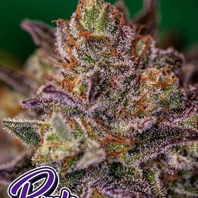 Purple Cherry feminizada de Positronics