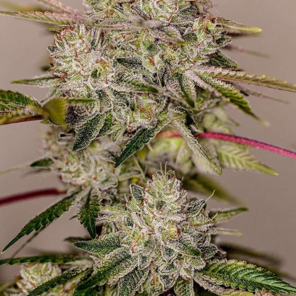 Sticky Dream Auto de Positronics