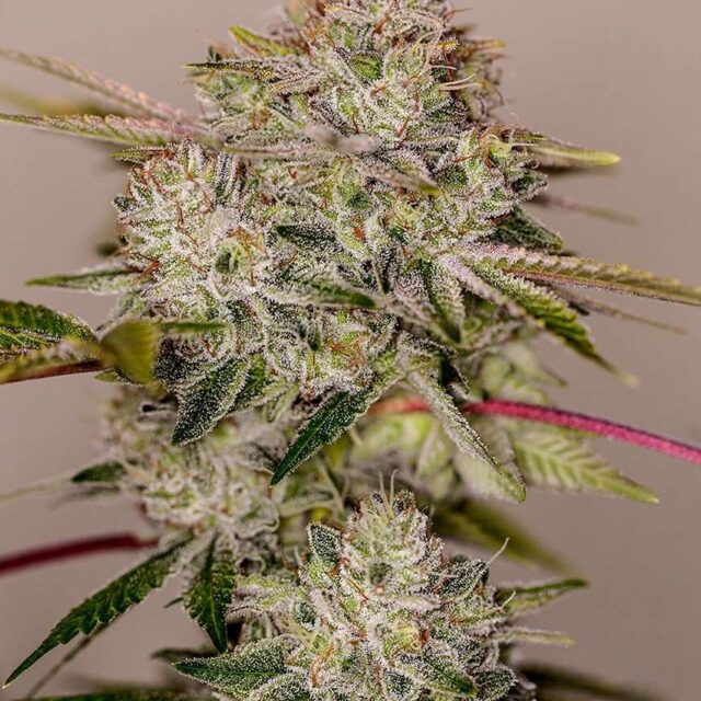 Sticky Dream Auto de Positronics