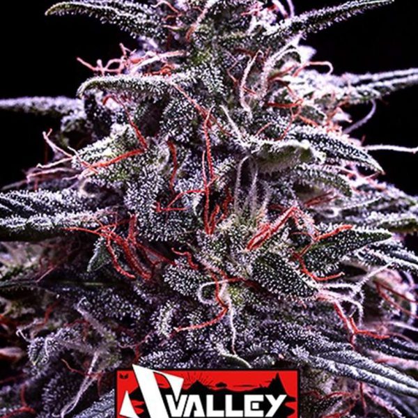 Z Valley feminizada de Positronics