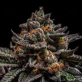Brain Cake feminizada de Ripper Seeds