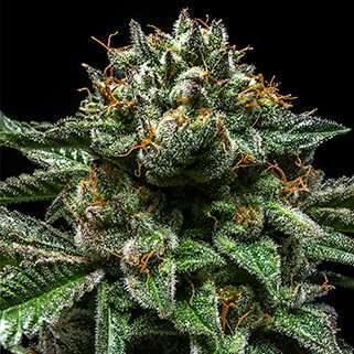 ChemPie feminizada de Ripper Seeds