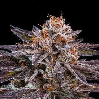 OMG feminizada de Ripper Seeds