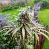 AMG feminizada de Royal Queen Seeds