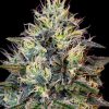 Cookies Gelato feminizada de Royal Queen Seeds