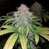 Fat Banana Auto de Royal Queen Seeds