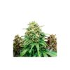 Feminized Mix 1