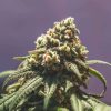 Green Crack Punch feminizada de Royal Queen Seeds