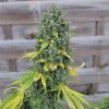 Hulkberry feminizada de Royal Queen Seeds