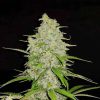 Hulkberry feminizada de Royal Queen Seeds
