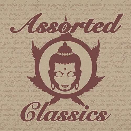 Buddha Assorted feminizada de Buddha Seeds