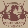 Buddha White Widow feminizada de Buddha Seeds