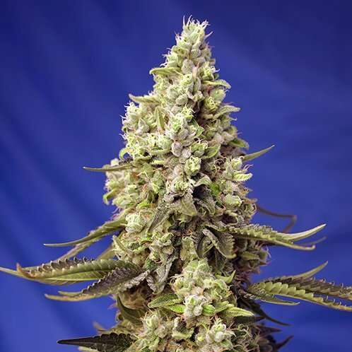 Runtz XL Auto de Sweet Seeds