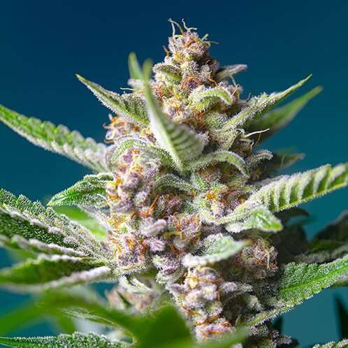 Purple Punch OG feminizada de Sweet Seeds