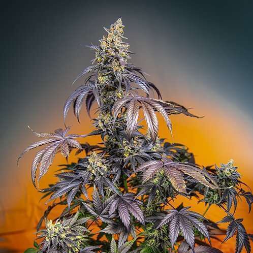 Red Gorilla Girl XL Auto de Sweet Seeds