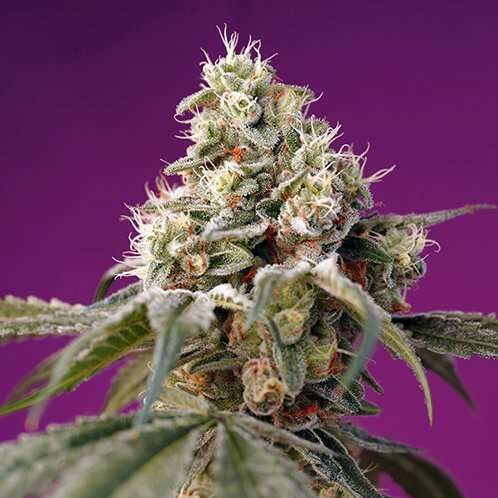 Bruce Banner Auto de Sweet Seeds