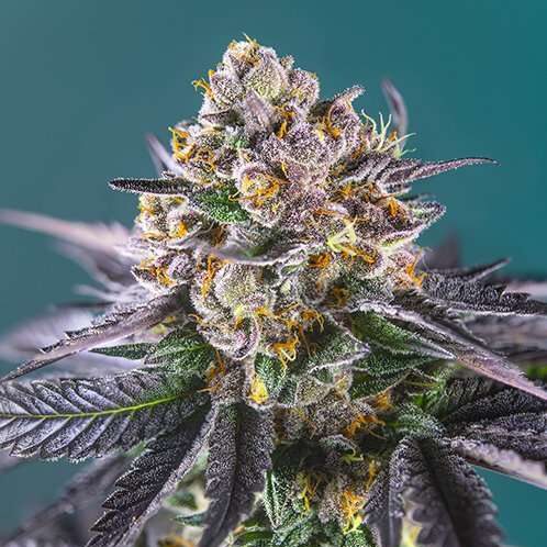 Red Strawberry Banana Auto de Sweet Seeds