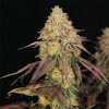 Legendary OG Punch feminizada de Royal Queen Seeds