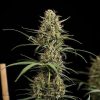 Hulkberry Auto de Royal Queen Seeds