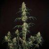 Hulkberry Auto de Royal Queen Seeds