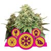 Feminized Mix 1