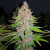 Purple Queen feminizada de Royal Queen Seeds