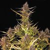 Purple Queen Auto de Royal Queen Seeds