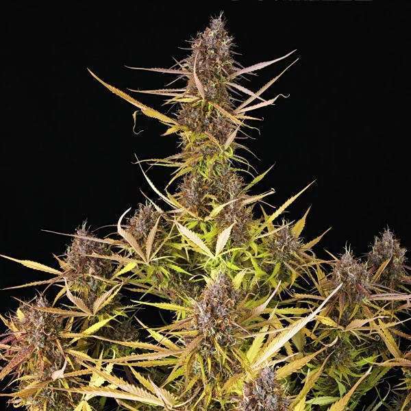 Purple Queen Auto de Royal Queen Seeds