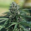 Royal Cookies Auto de Royal Queen Seeds