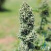 Royal Cookies Auto de Royal Queen Seeds