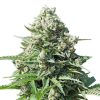 Royal Gorilla Auto de Royal Queen Seeds