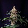 Shogun feminizada de Royal Queen Seeds