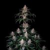 Shogun feminizada de Royal Queen Seeds