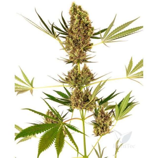 Alpine Delight CBD Auto de Sensi Seeds
